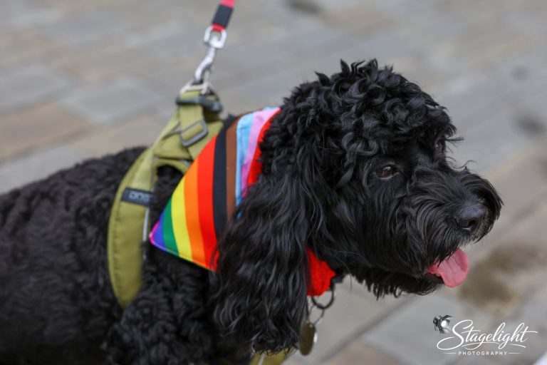 A black dog wearing a rainbow bandana at Leek Pride