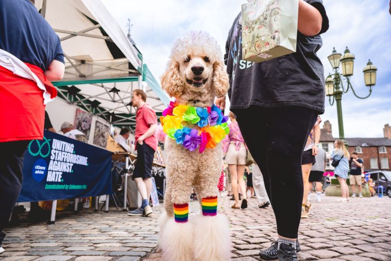 A poodle wearing a rainbow flower collar and rainbow leg warmers beside the Pride stalls in Leek